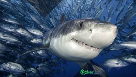 Фиши в покере — приманка для акул