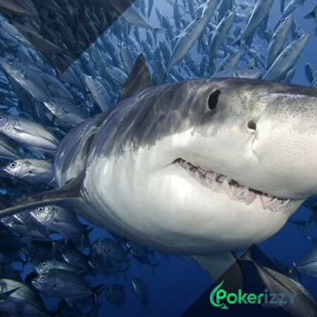 Фиши в покере – приманка для акул